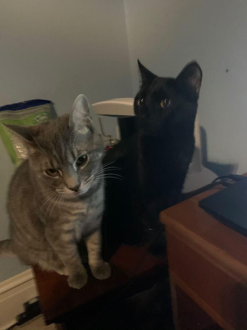 Mittens (Left) and Litten (Right), Age 4: "These brothers fight in the living room all the time then nap together a few hours later." - Alex Landis grade 12 