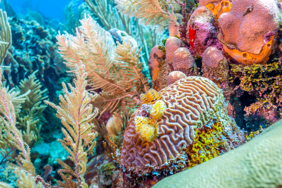 An example of the intricate coral reefs that provide homes for sea life around the world. 