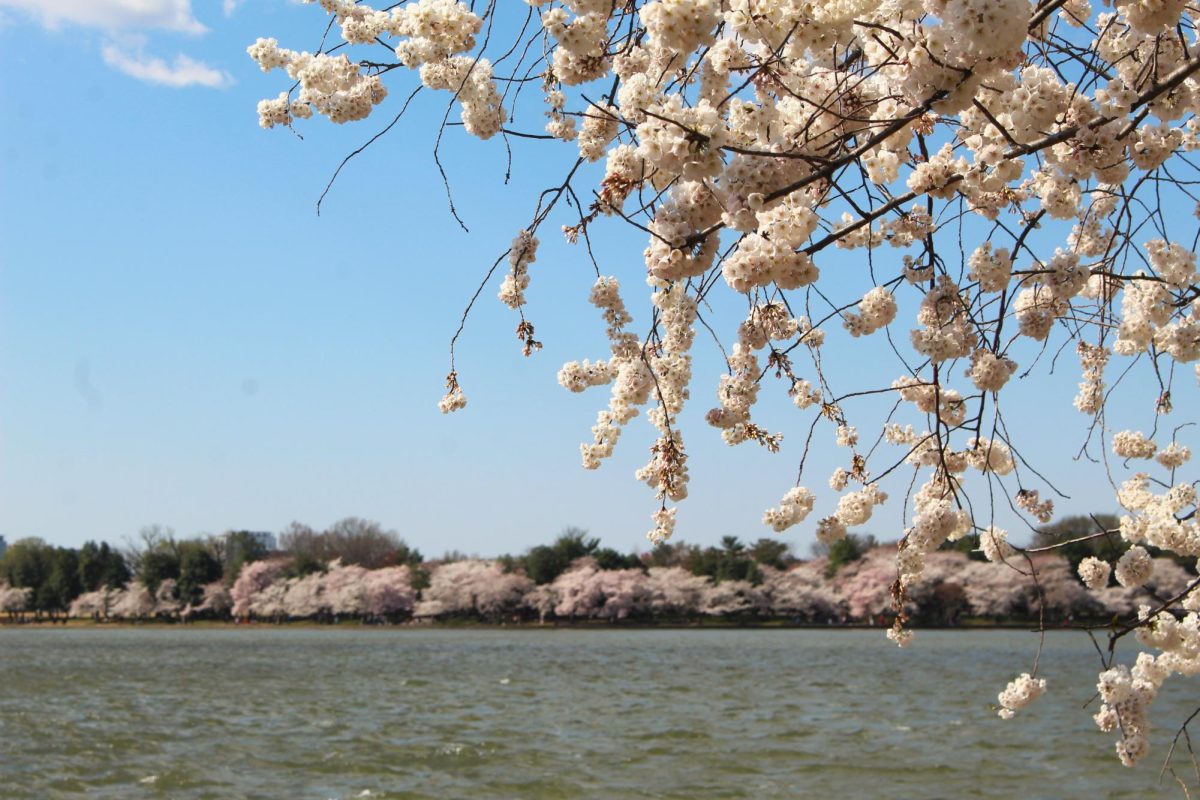 A landscape view of the Tidal Basin.