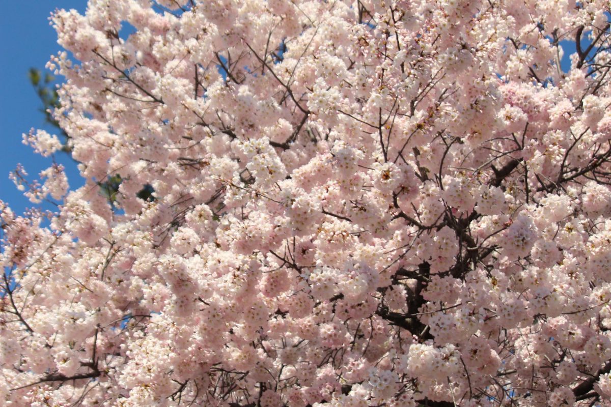 Sakura detail