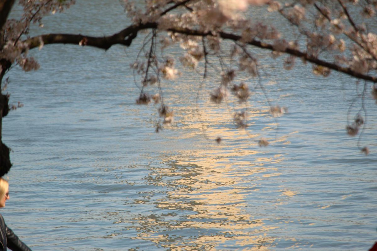 The Washington Monuments reflection in the Tidal Basin.