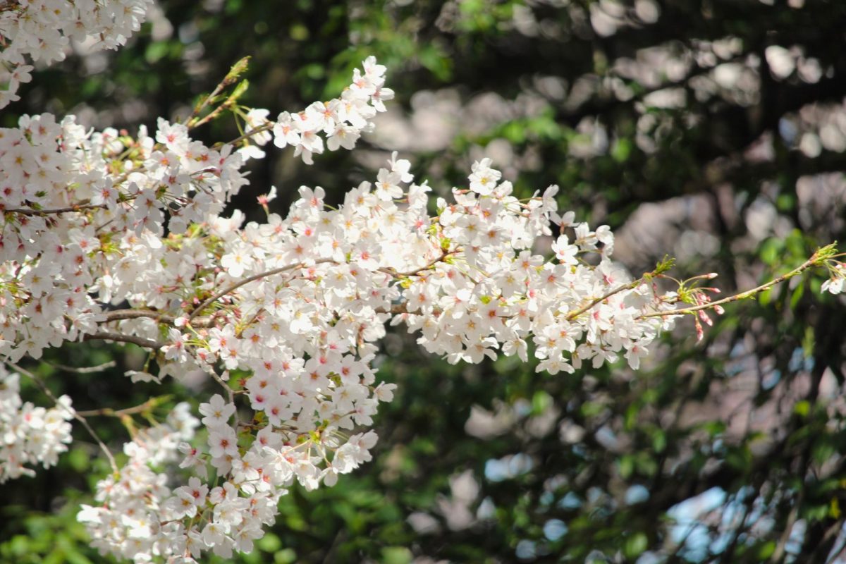 Detail of a newly bloomed branch at the Roosevelt Memorial.