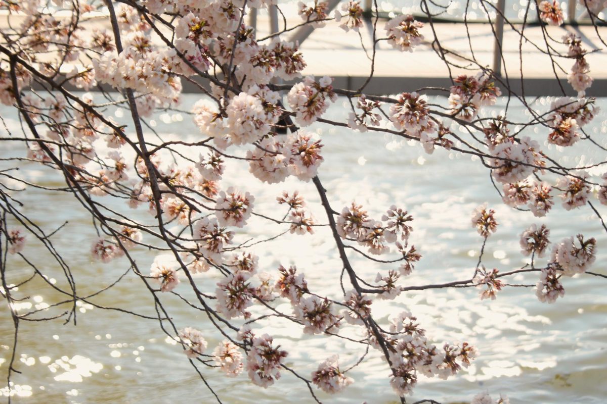 The sun reflecting in the Tidal Basin.