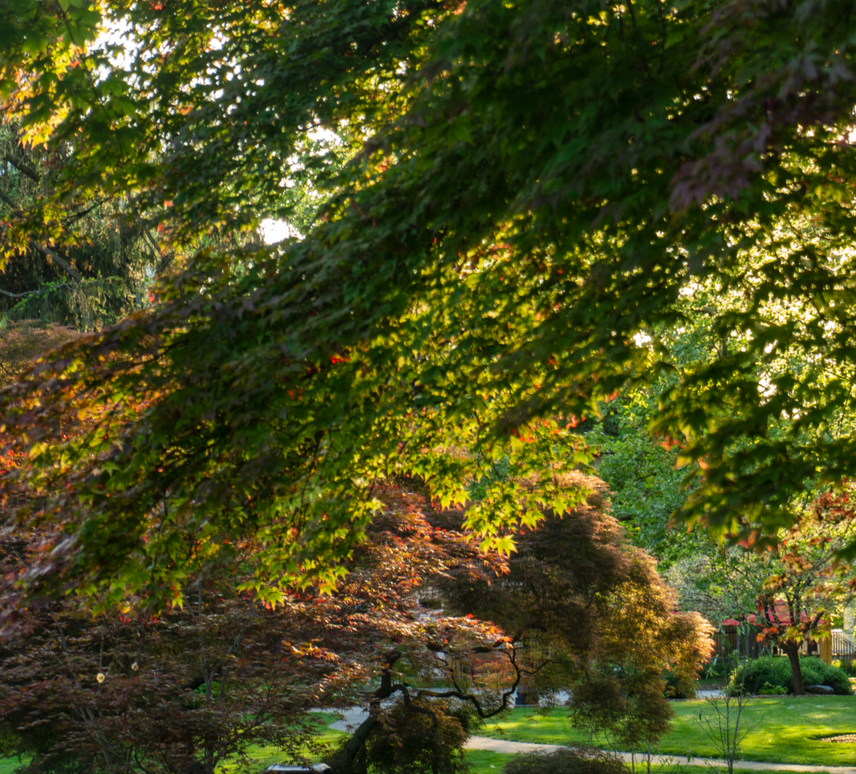 Japanese maple trees.