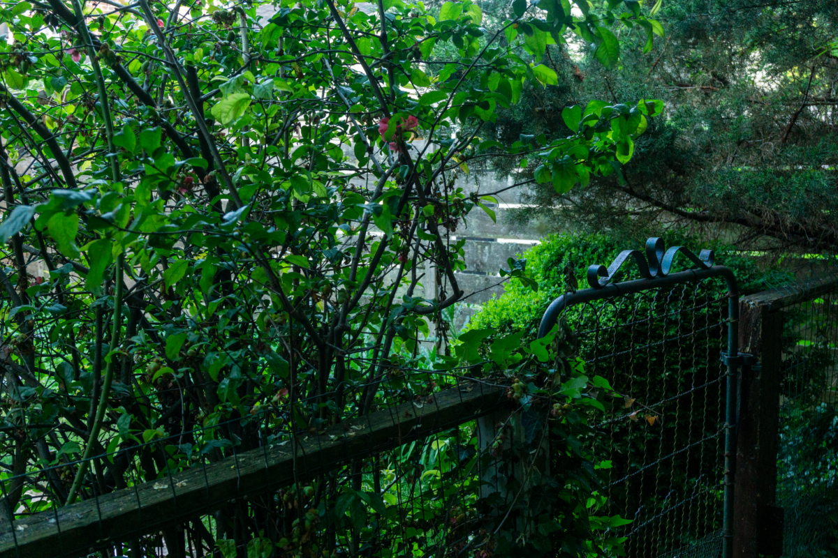 A very green backyard.