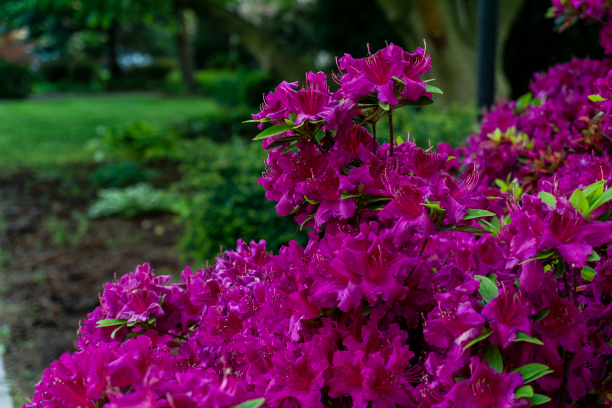 Deep pink azaleas.