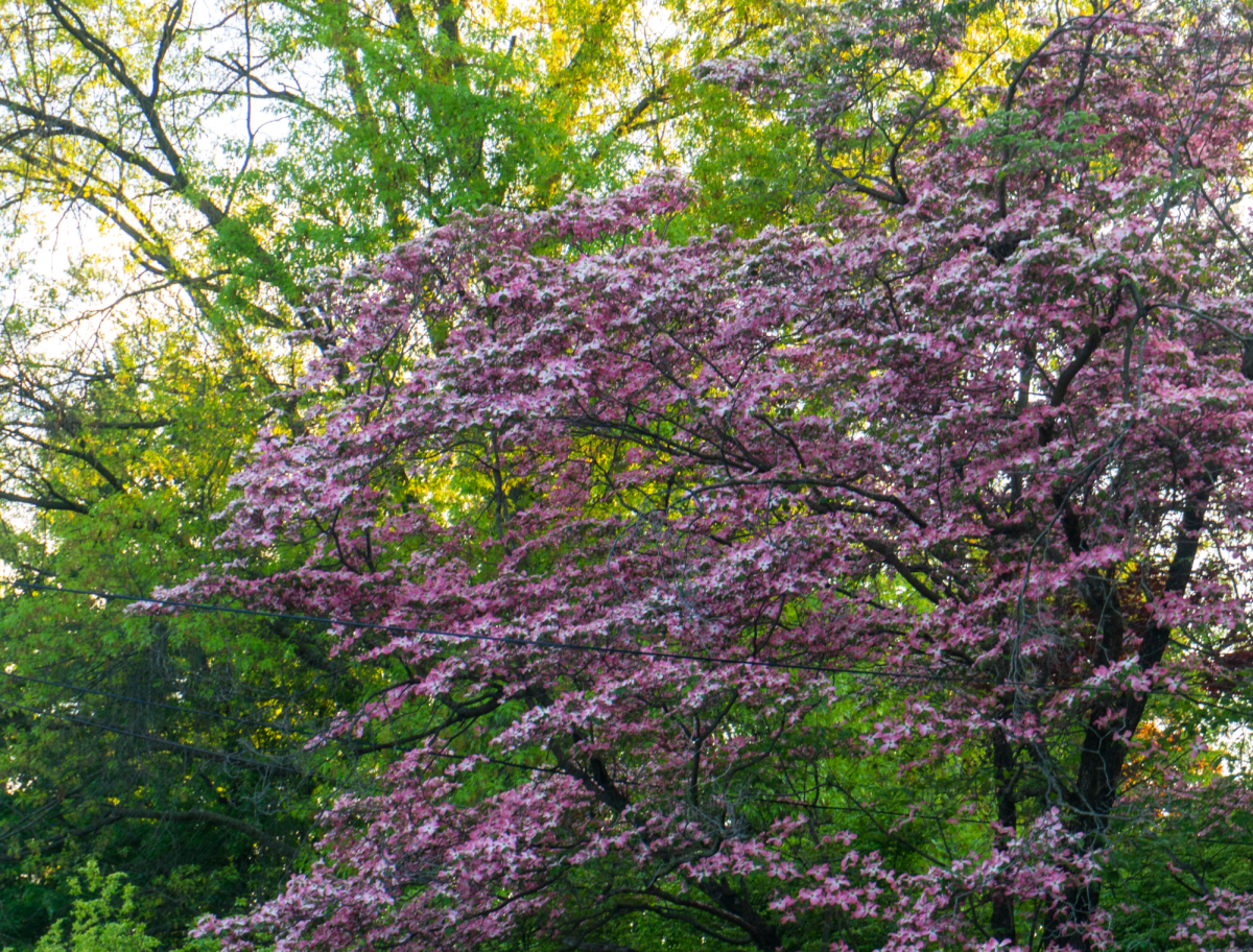A pink dogwood tree.