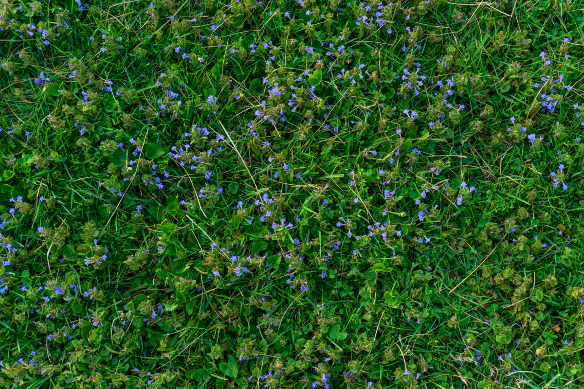 Dead nettle in the field.