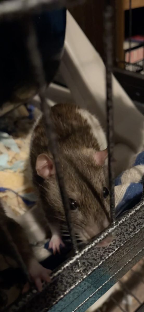 Toenails sniffing me through the cage.