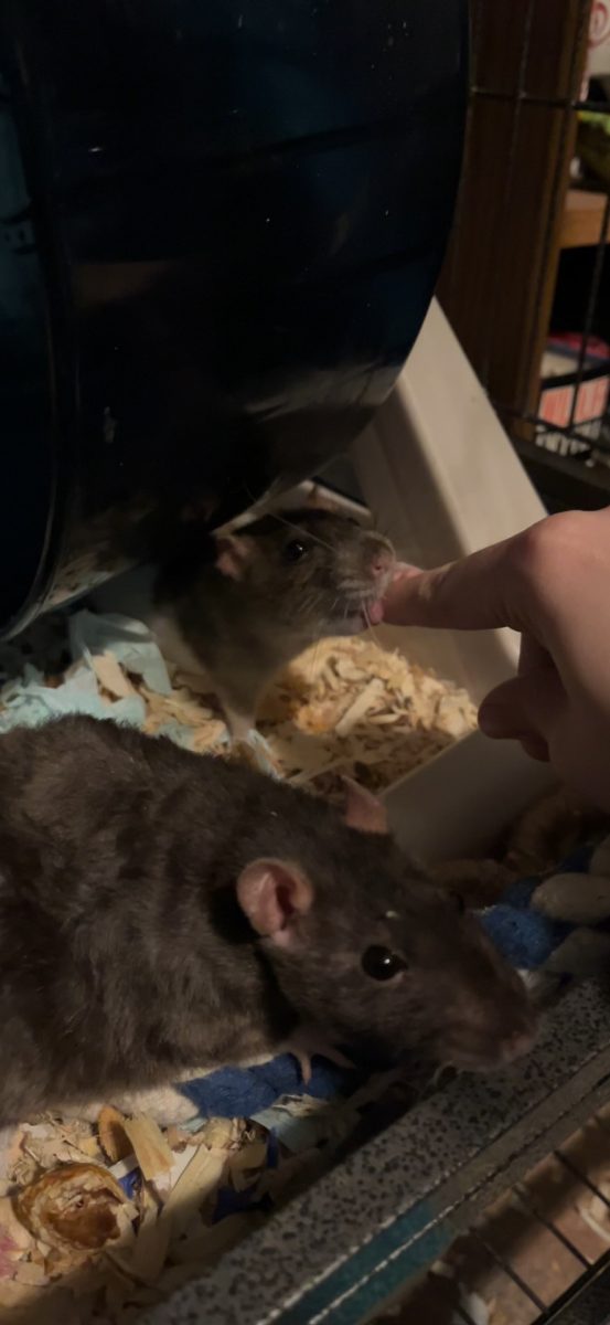 Toenail Clippers licking my finger.